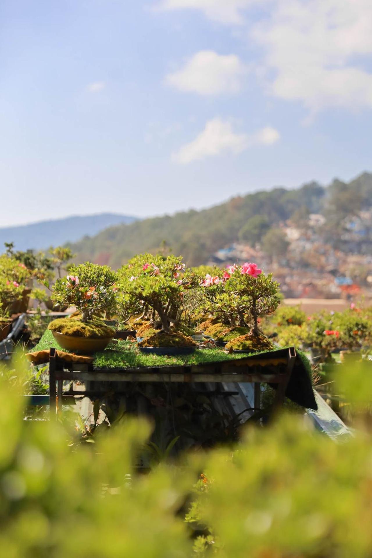 Ziczac Homestay Da Lat Dış mekan fotoğraf